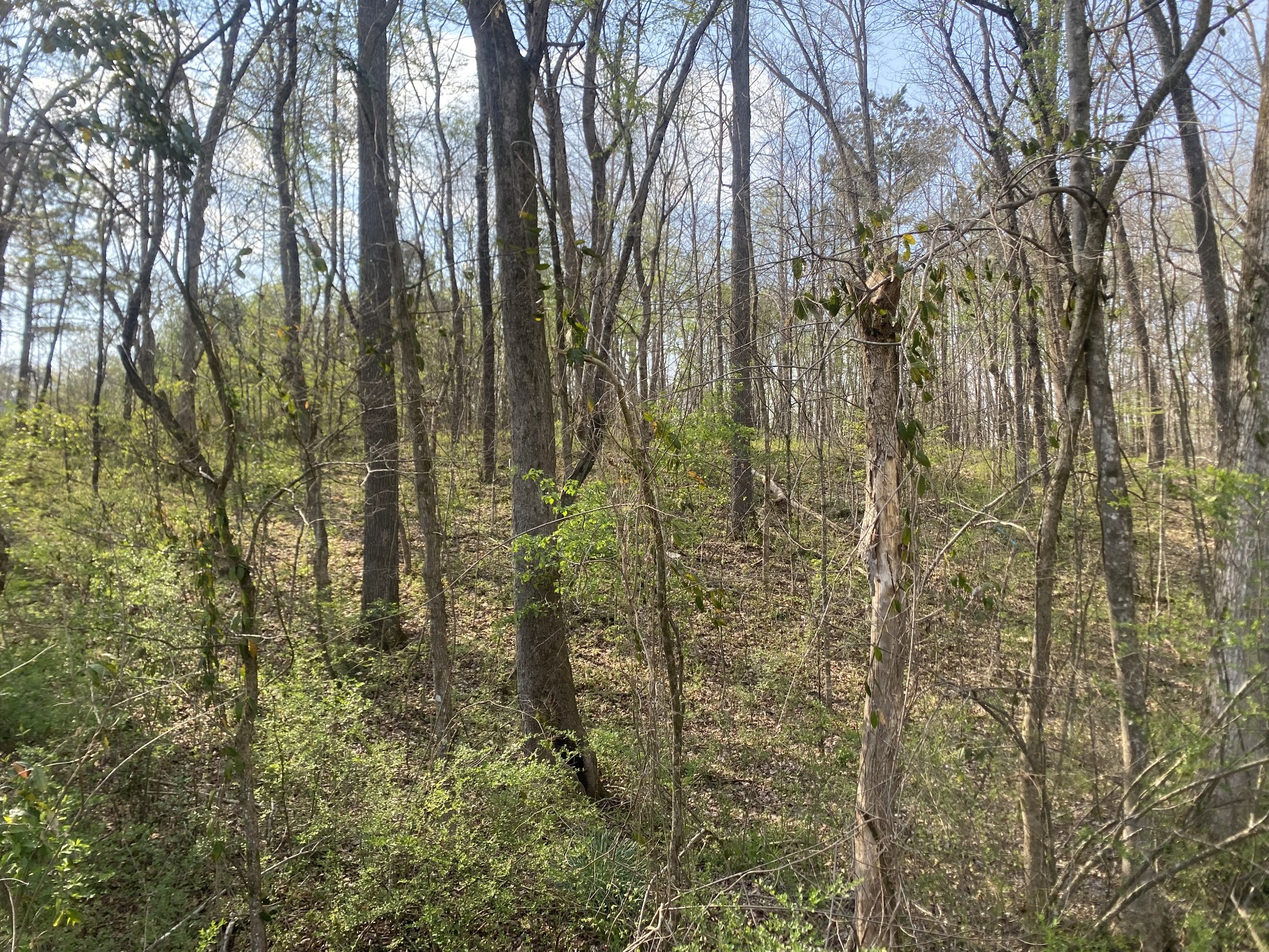 0 Mountain View Drive Morrison, TN 37357 - Photo 9 of 11