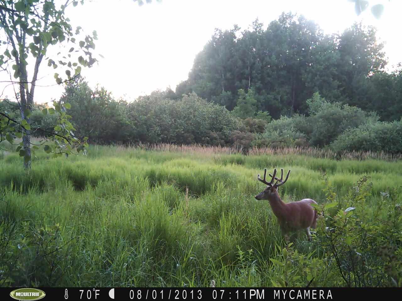 5-acres County Rd X Mosinee, WI 54455 - Photo 1 of 1