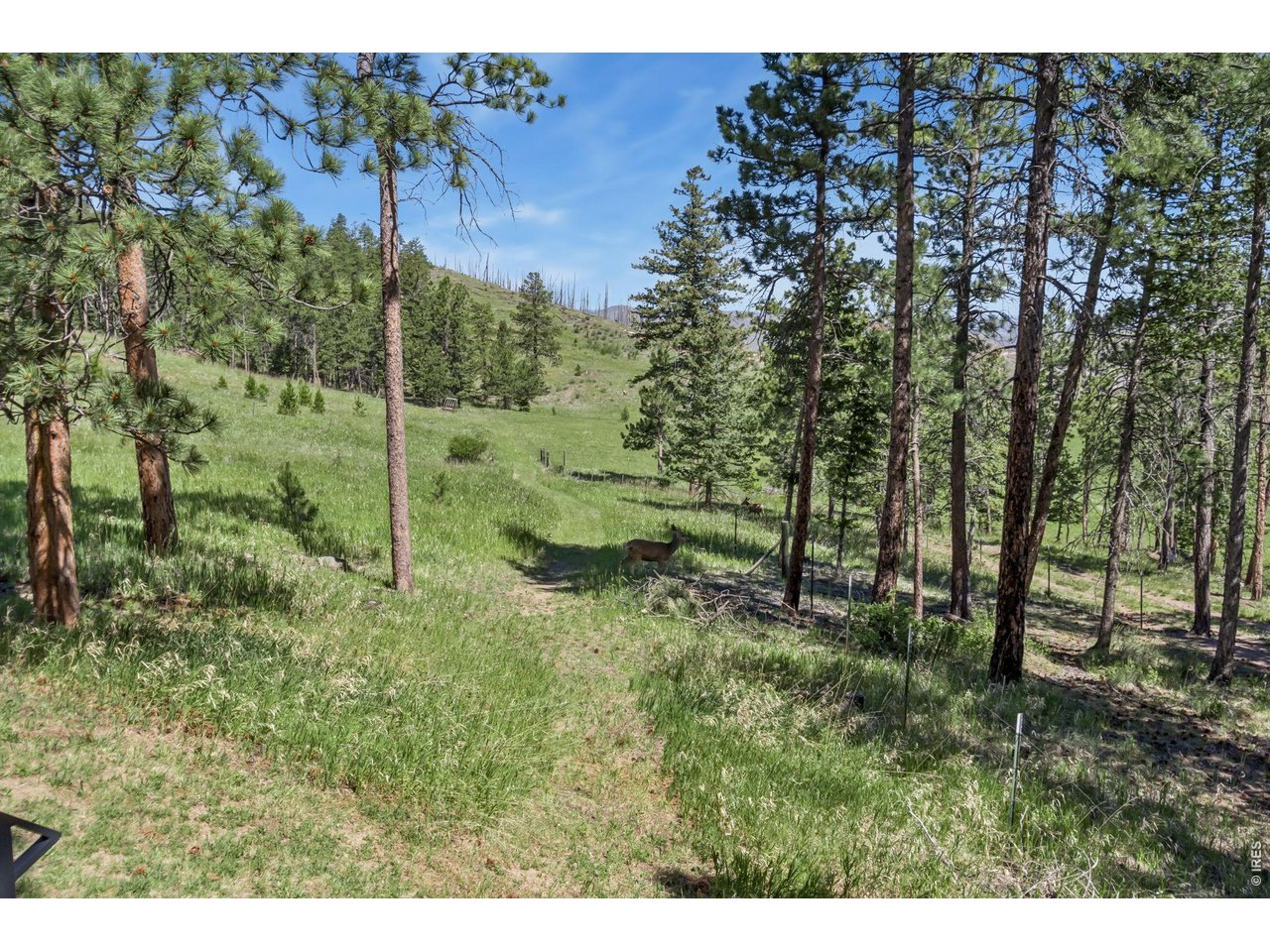 12592 Rist Canyon Road Bellvue, CO 80512 - Photo 45 of 50 Riding/Hiking Trails throughout property