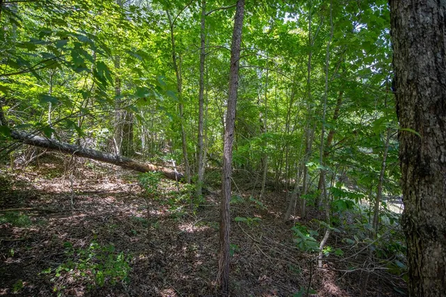 a view of a forest with trees