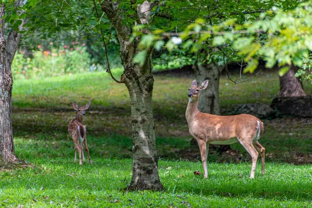 $29,000 | Lot 104 Mountain Creek Hollow Drive, Talking Rock, GA 30175