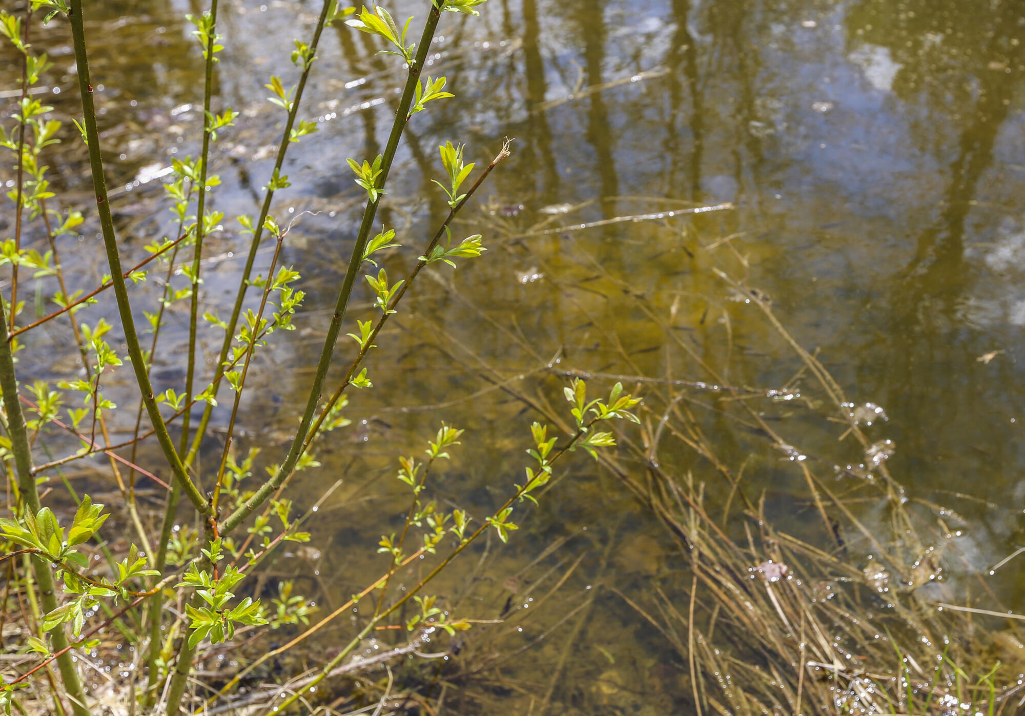 47 Bonne Terre Road Belfast, ME 04915 - Photo 43 of 53 47Bonneterre-43