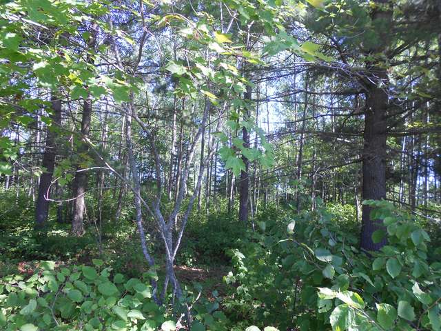 On West Dyer Farm Road Eagle River, WI 54521 - Photo 1 of 5 Gallery Image 1