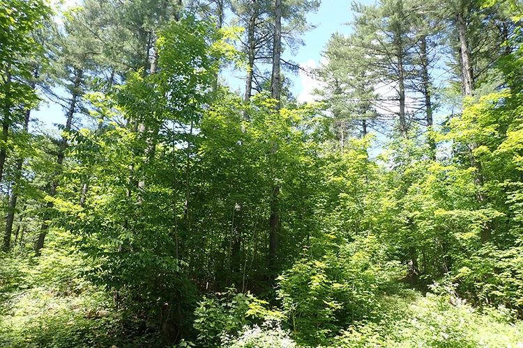 0 Taylor Hill Road Brookfield, VT 05036 - Photo 11 of 25