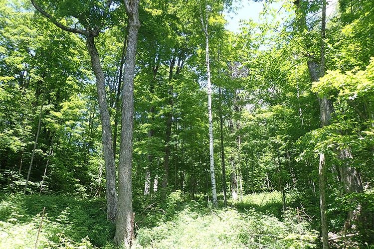 0 Taylor Hill Road Brookfield, VT 05036 - Photo 4 of 25