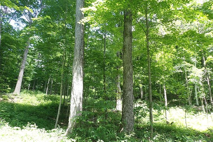 0 Taylor Hill Road Brookfield, VT 05036 - Photo 5 of 25