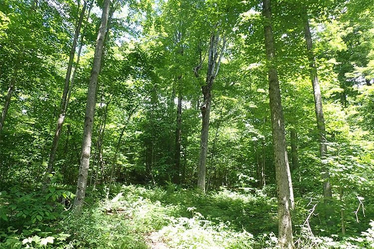 0 Taylor Hill Road Brookfield, VT 05036 - Photo 6 of 25