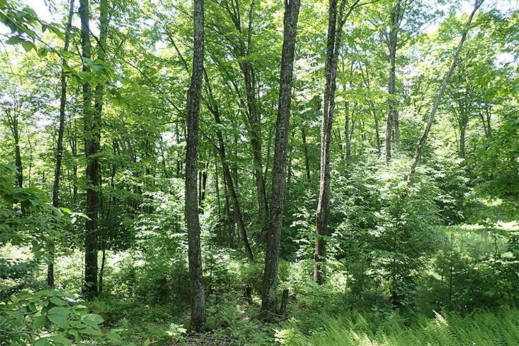 0 Taylor Hill Road Brookfield, VT 05036 - Photo 8 of 25