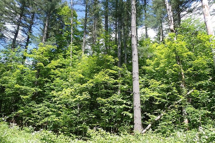 0 Taylor Hill Road Brookfield, VT 05036 - Photo 10 of 25