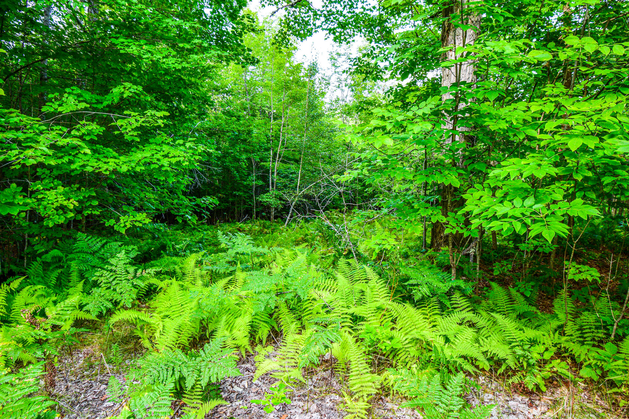 0 Village Road Stetson, ME 04488 - Photo 2 of 8 DSC_4503