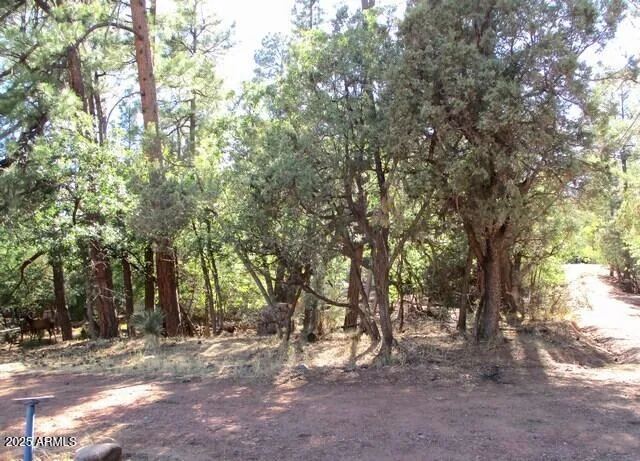 a view of a forest with trees in the background