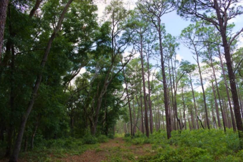 14262 Northeast 252nd Ct Road, Unit 198 Fort McCoy, FL 32134 - Photo 15 of 39