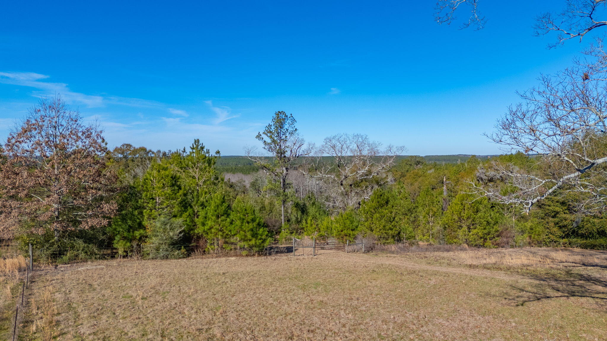 81-acres Union Road Florala, AL 36442 - Photo 25 of 50 a view of a yard with an tree