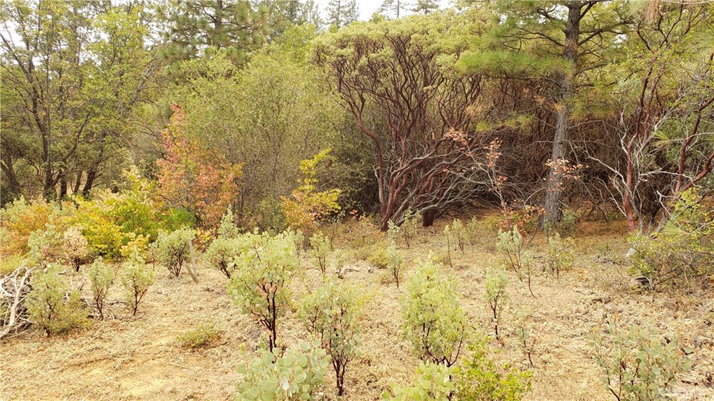 0 Robinson Mill Road Oroville, CA 95966 - Photo 4 of 15 Gallery Image 4
