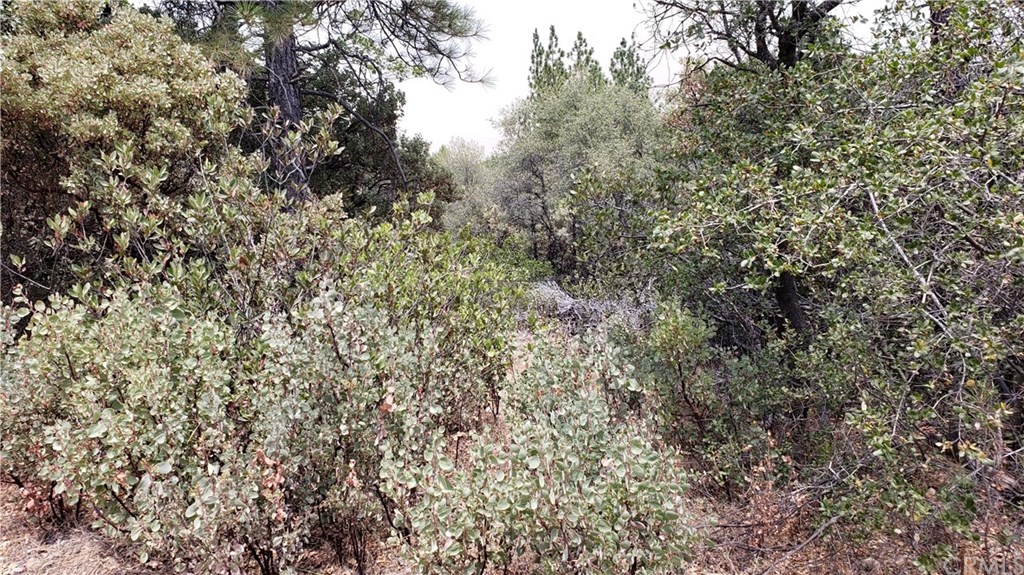 0 Robinson Mill Road Oroville, CA 95966 - Photo 7 of 15 Gallery Image 7