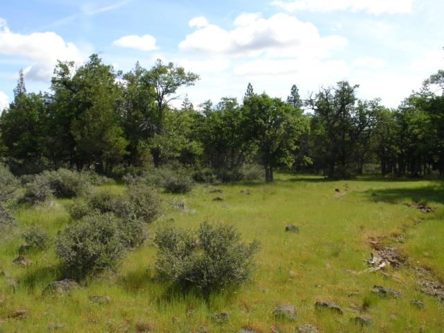 Lot #22 Alpine Way Fall River Mills, CA 96028 - Photo 4 of 5 a view of a green yard