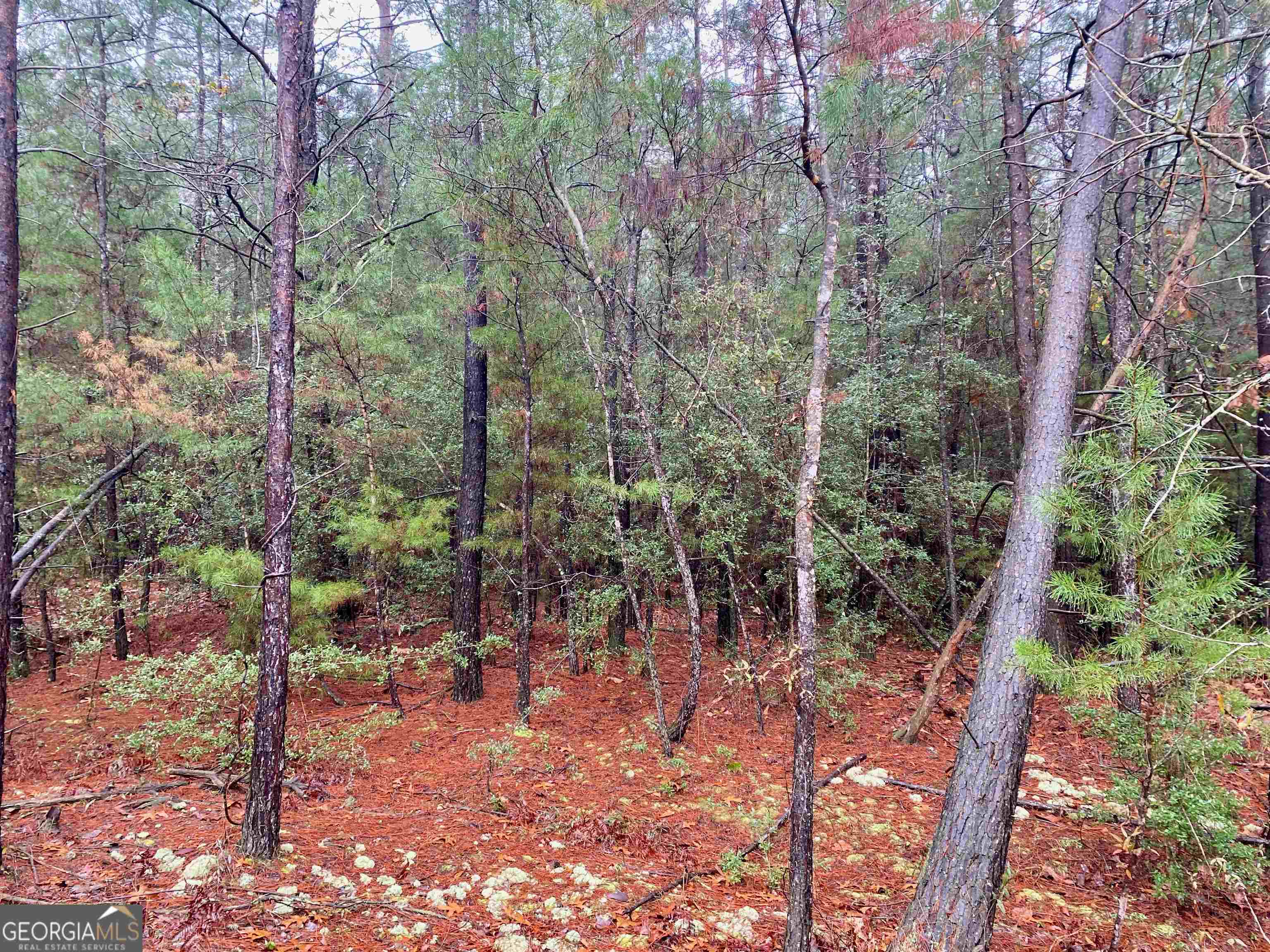 0 Hawk Roberta, GA 31078 - Photo 1 of 1 a view of forest