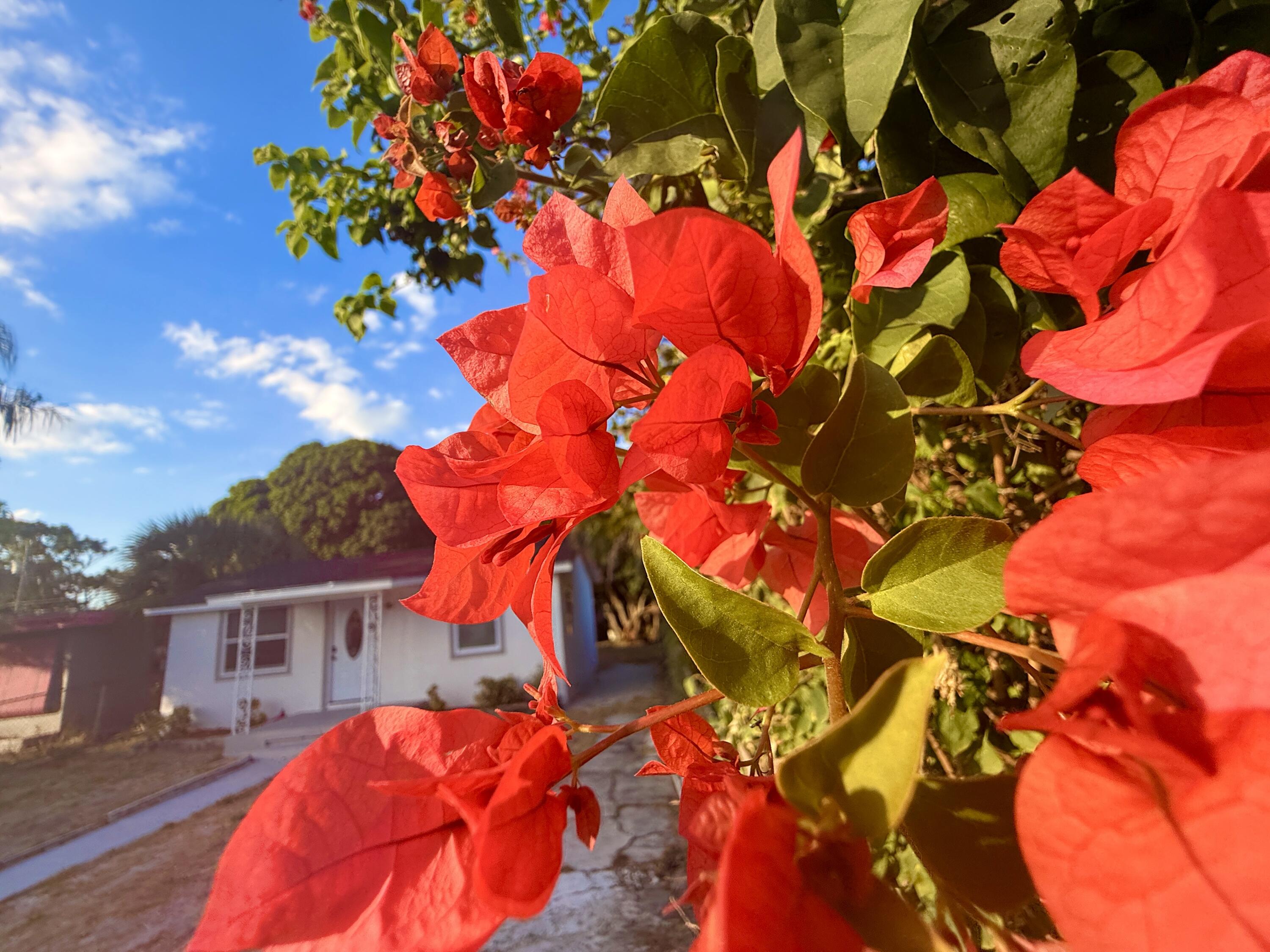 a view of a house with a tree