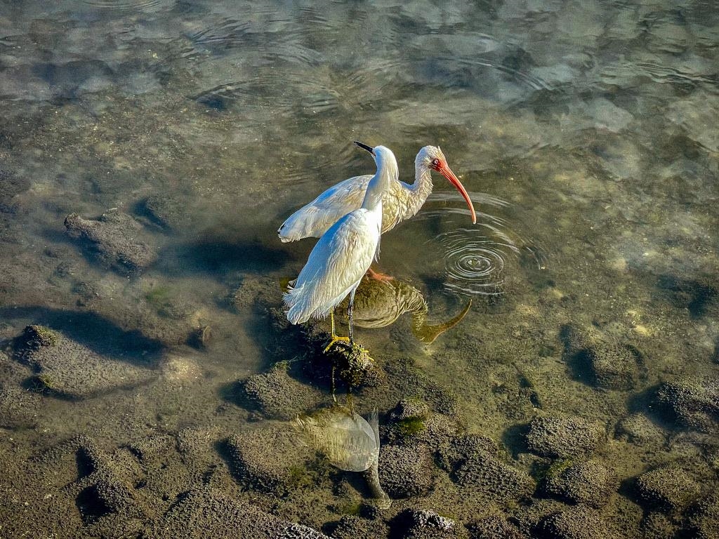 131 Washington Street St. Augustine, FL 32084 - Photo 27 of 33 a close view of shoes