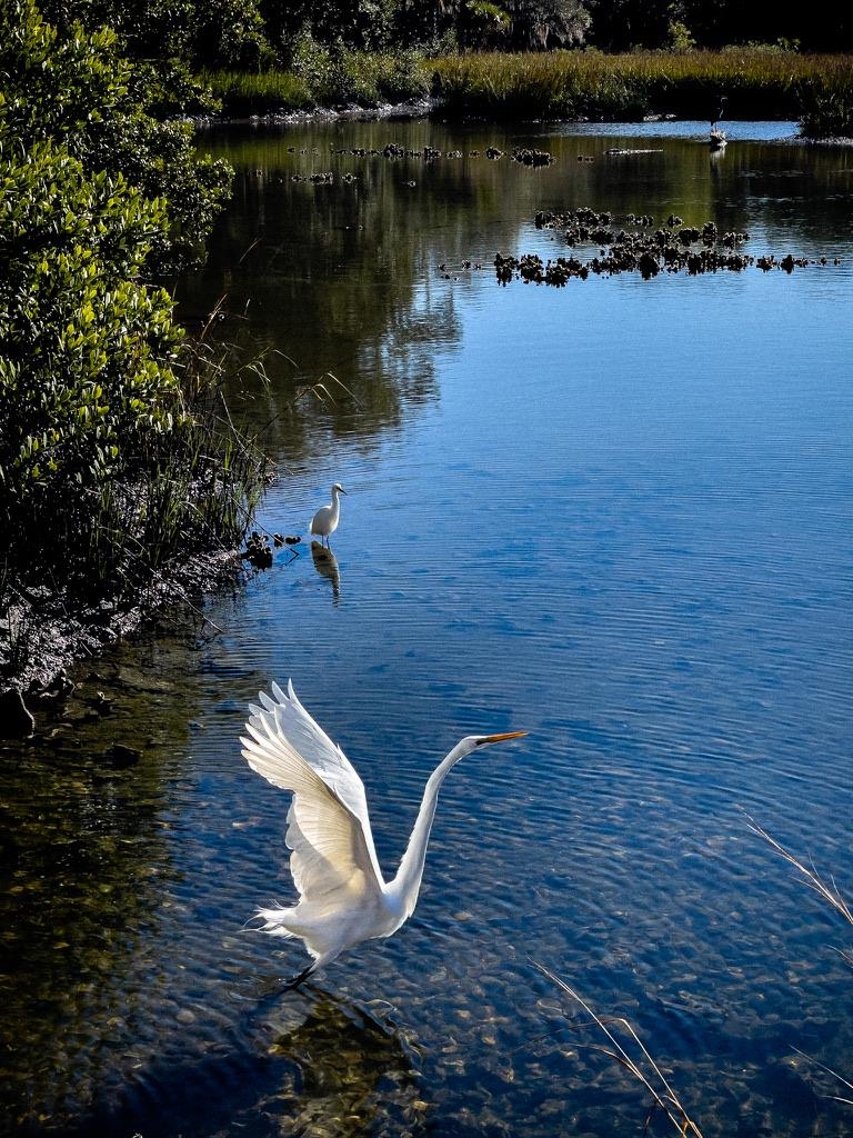 131 Washington Street St. Augustine, FL 32084 - Photo 29 of 33 a backyard of a house with lots of green space
