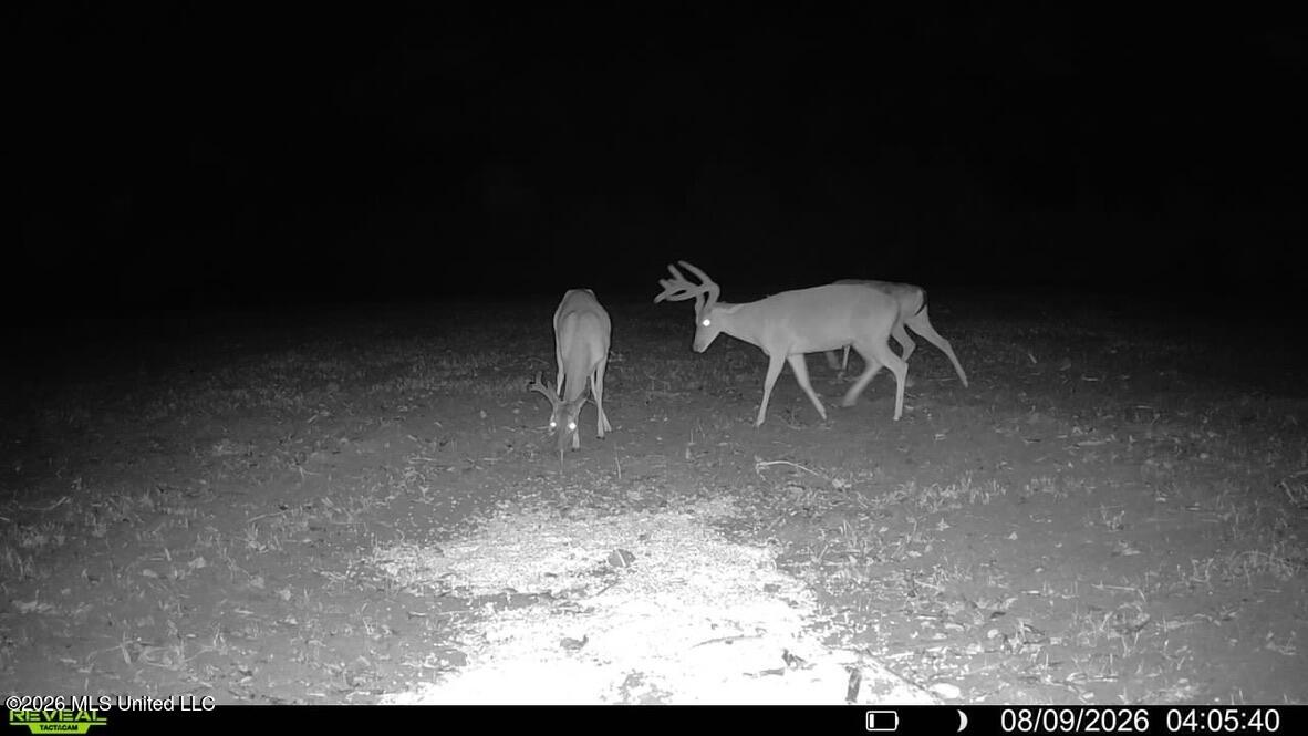 1 Chapel Hill Road Utica, MS 39175 - Photo 71 of 107 C1281900-F7AF-40F5-A63B-C9E9352255E3_1_1