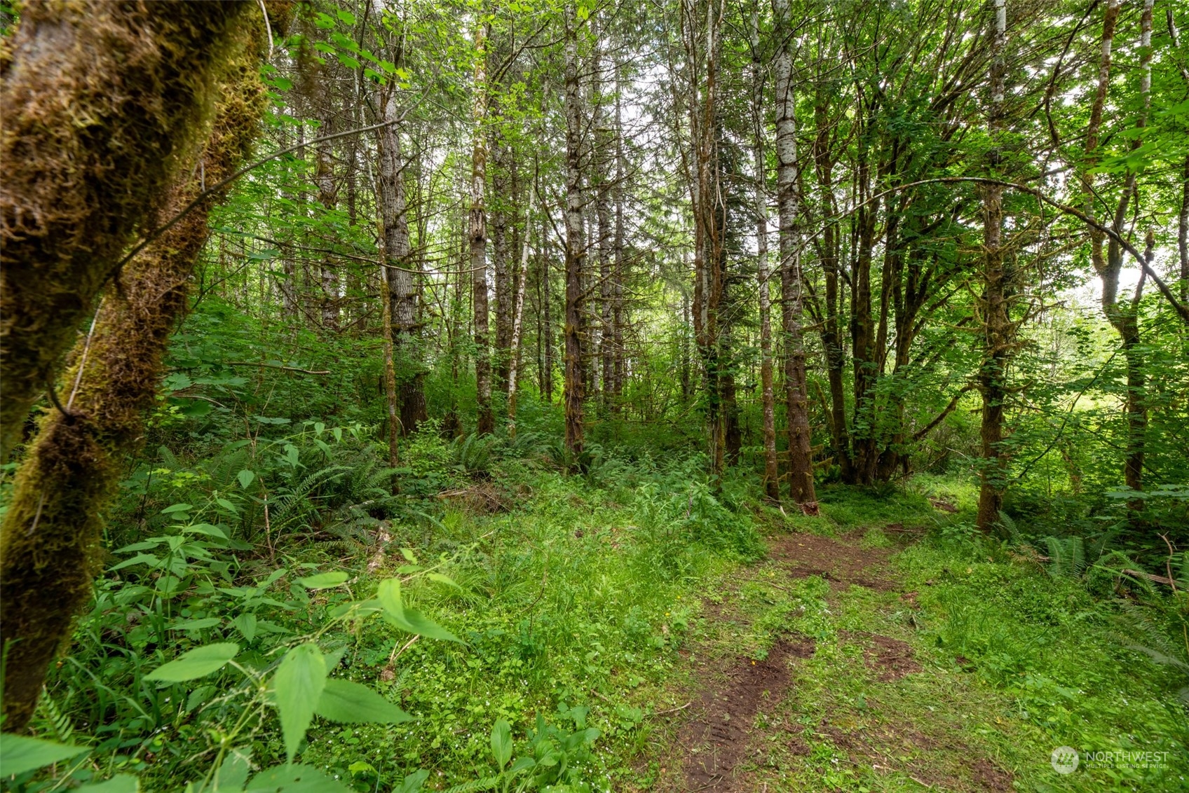 192 Bunker Road Chehalis, WA 98532 - Photo 7 of 24 a view of a lush green forest