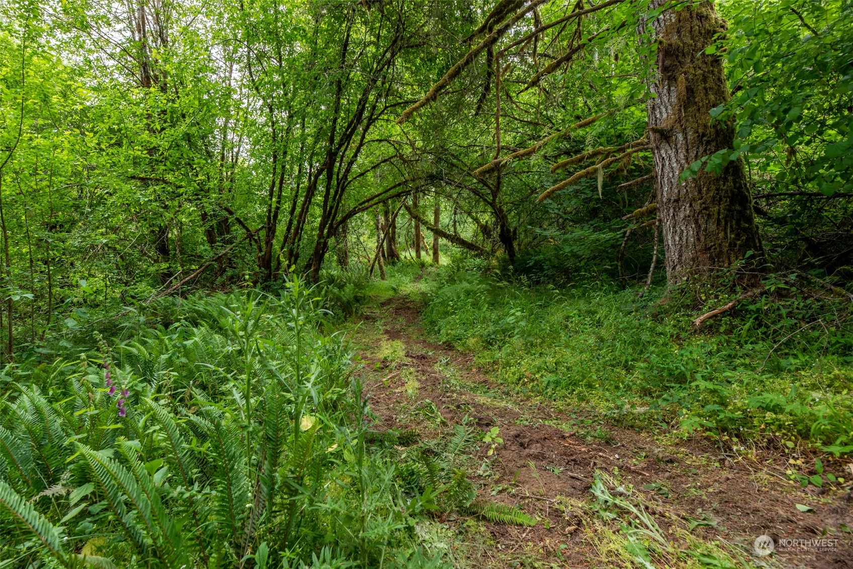 192 Bunker Road Chehalis, WA 98532 - Photo 8 of 24 a view of a lush green forest