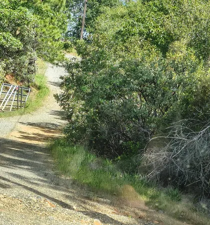 a view of a yard