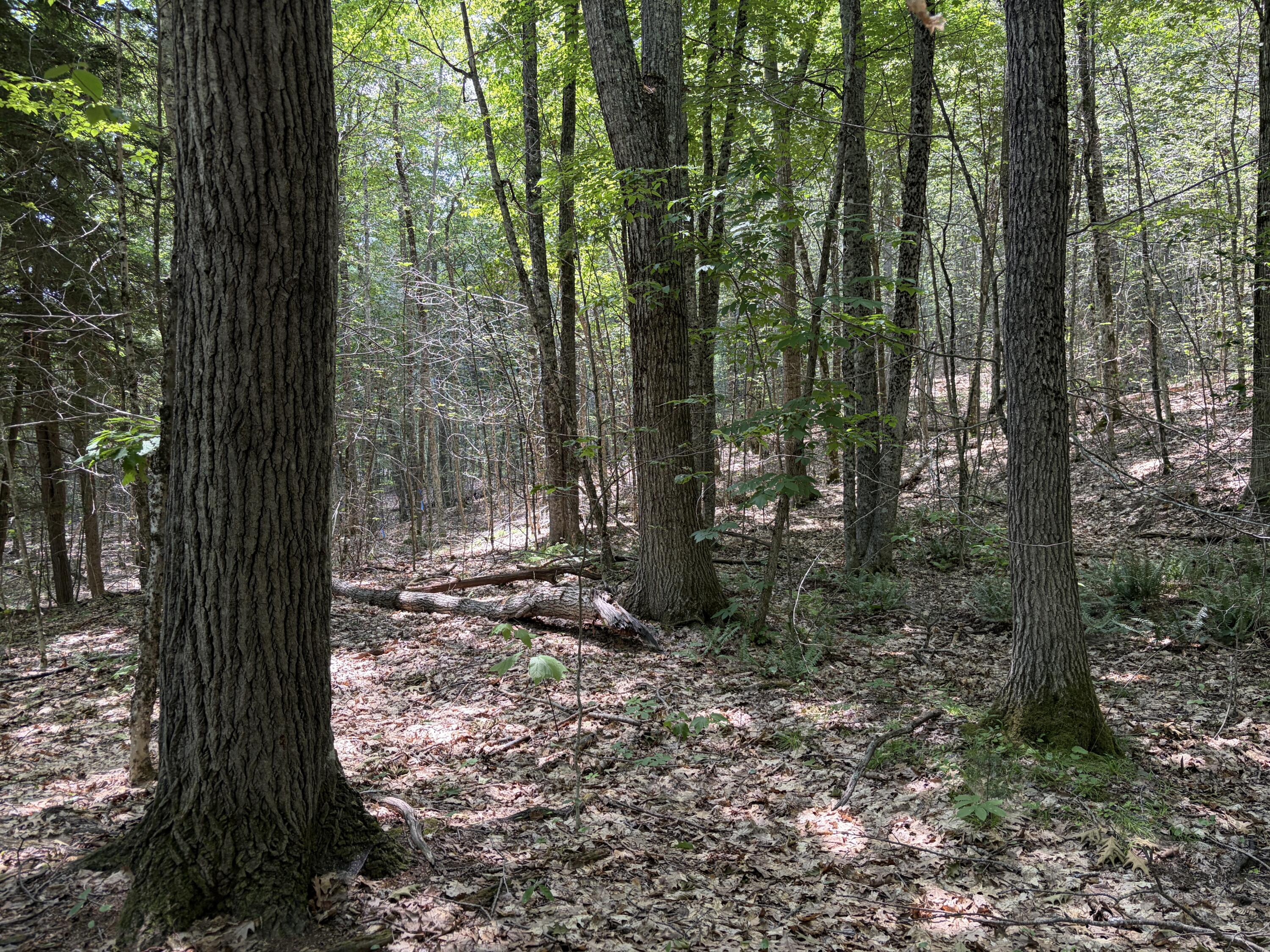 32-acres Belden Woods Road Palermo, ME 04354 - Photo 6 of 28 IMG_8286