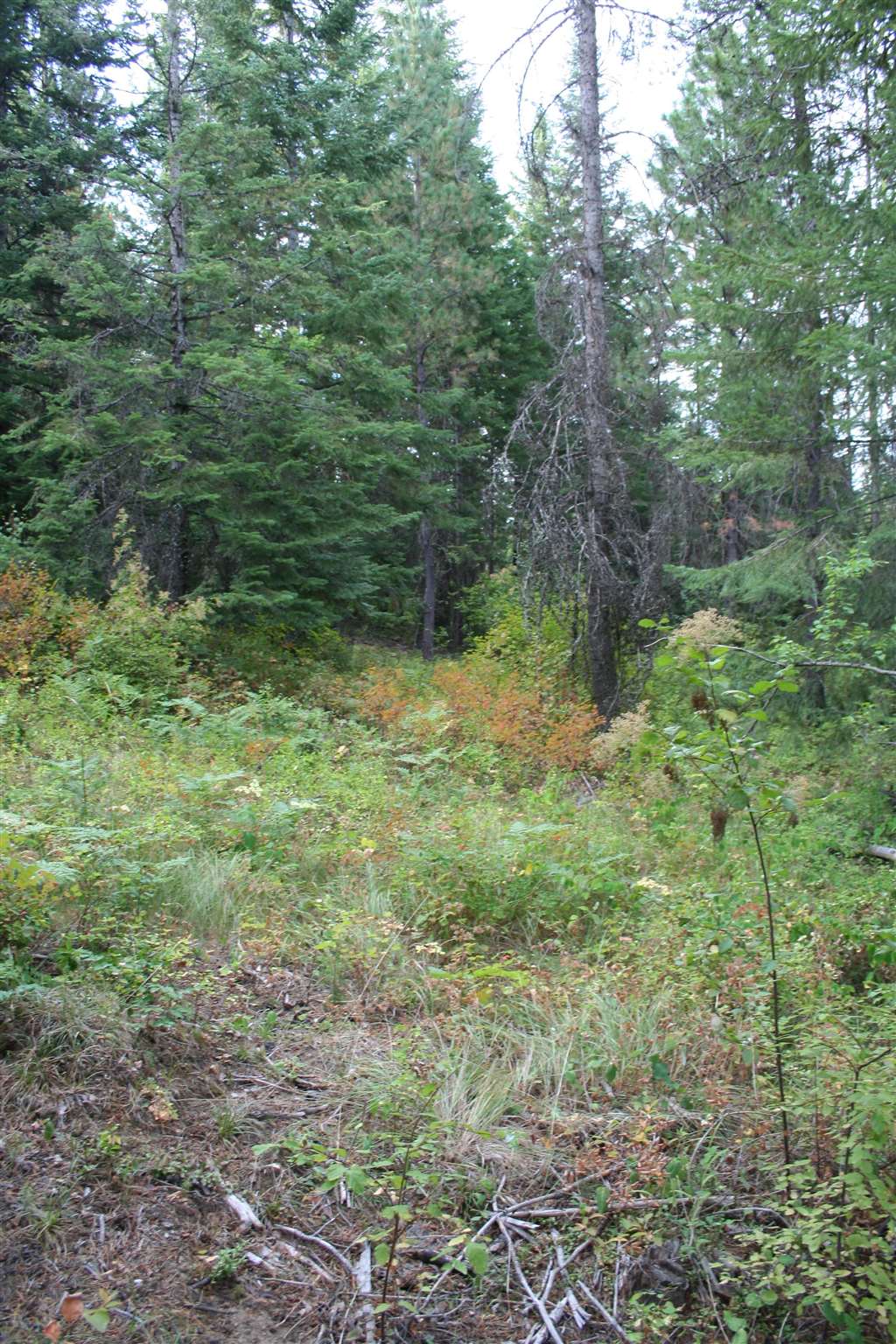 Xxxx Luther Road Springdale, WA 99173 - Photo 15 of 27
