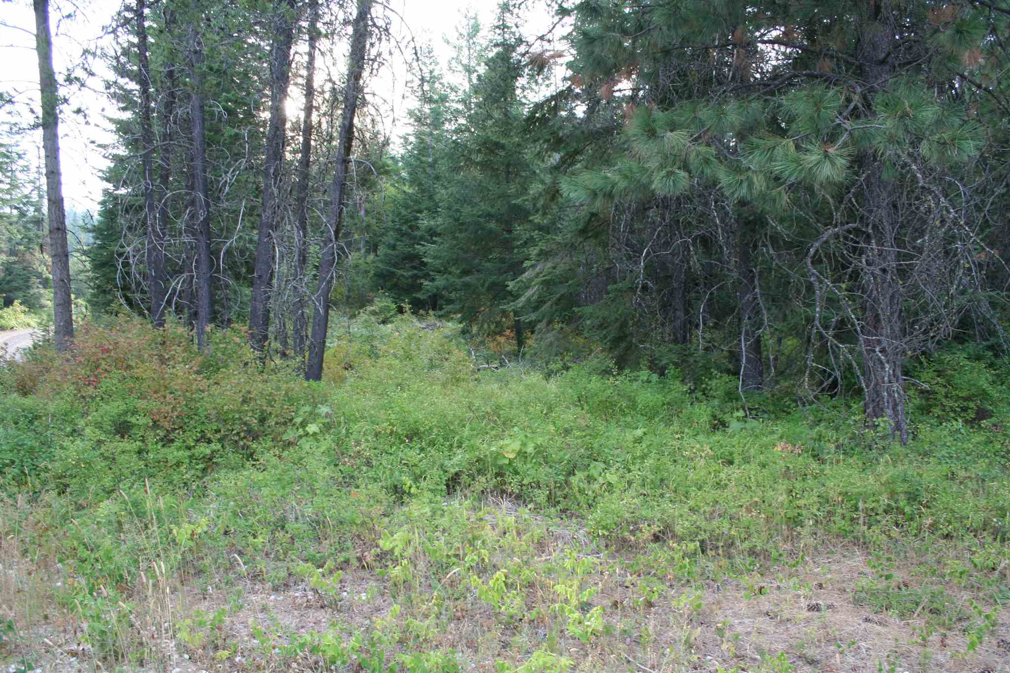 Xxxx Luther Road Springdale, WA 99173 - Photo 18 of 27