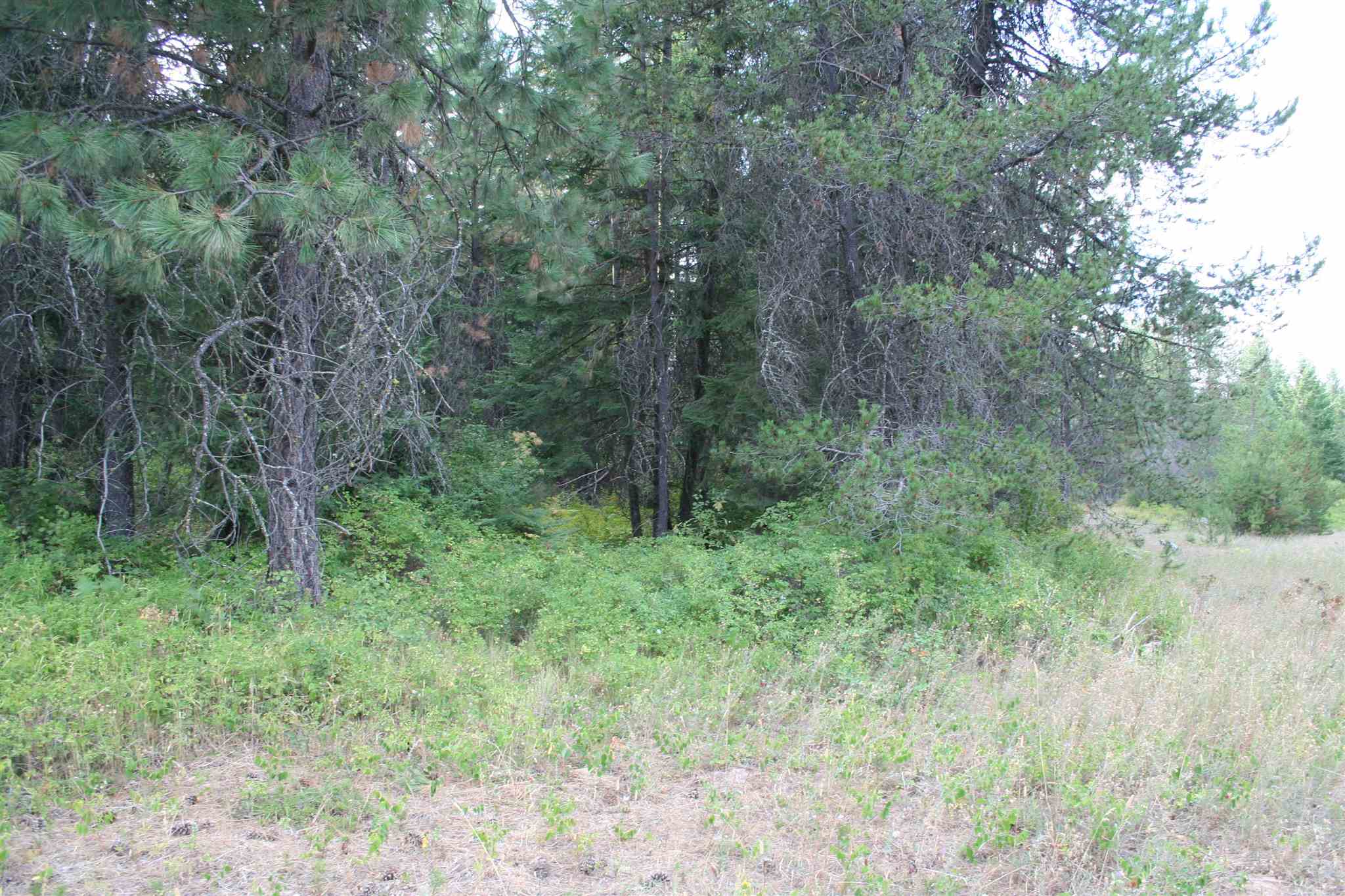 Xxxx Luther Road Springdale, WA 99173 - Photo 19 of 27