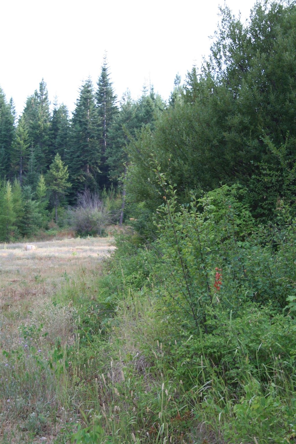 Xxxx Luther Road Springdale, WA 99173 - Photo 21 of 27