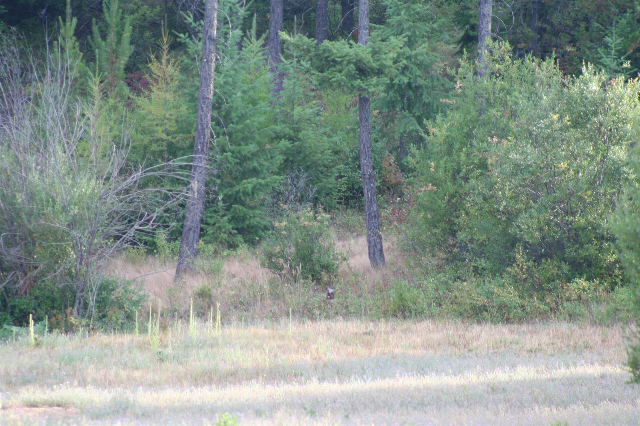 Xxxx Luther Road Springdale, WA 99173 - Photo 24 of 27