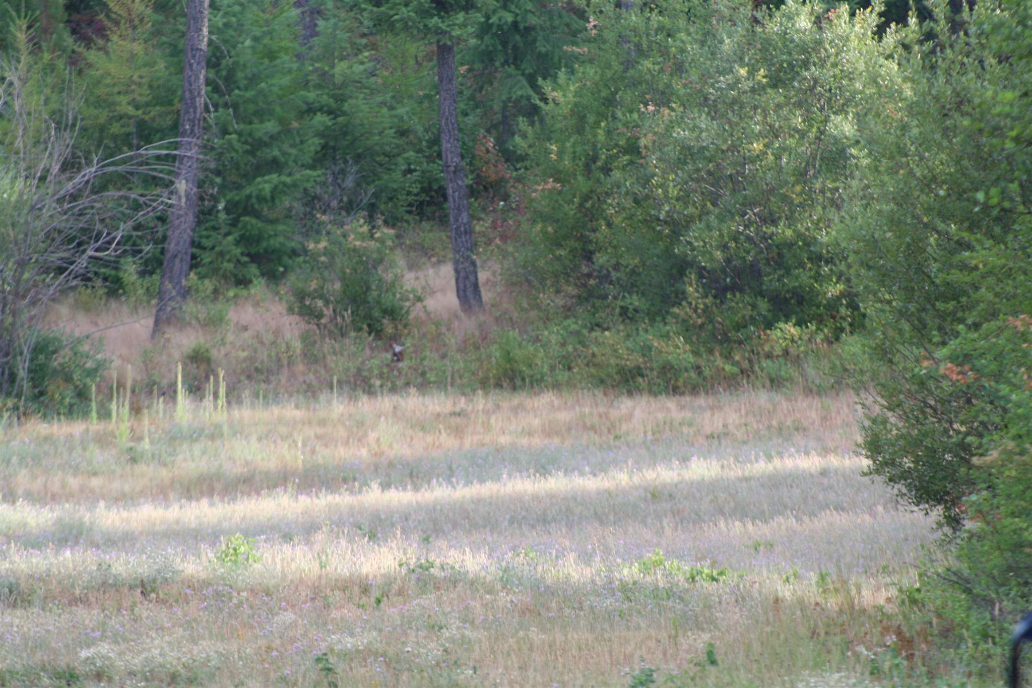 Xxxx Luther Road Springdale, WA 99173 - Photo 25 of 27