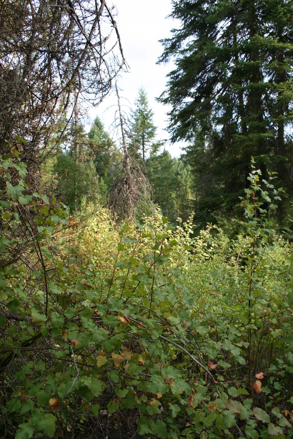 Xxxx Luther Road Springdale, WA 99173 - Photo 4 of 27