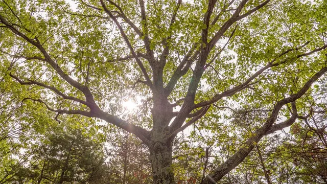 $410,550 | 0 Hwy V Owensville Mo 65066, Owensville, MO 65066