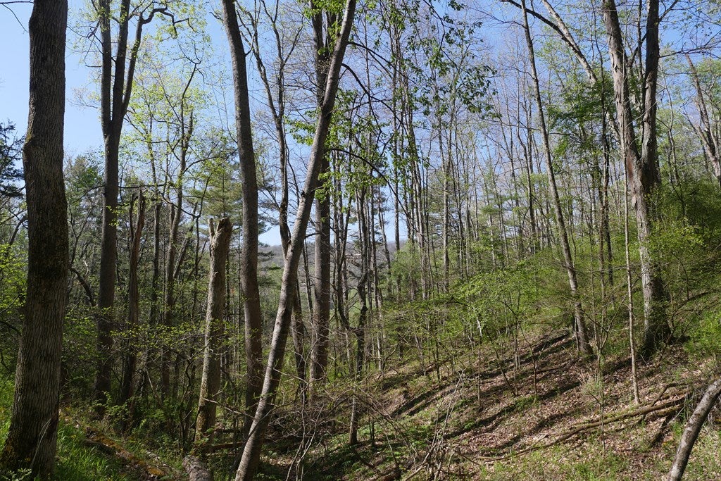 Tbd Camp Road Sugar Grove, VA 24375 - Photo 47 of 67 Gallery Image 47