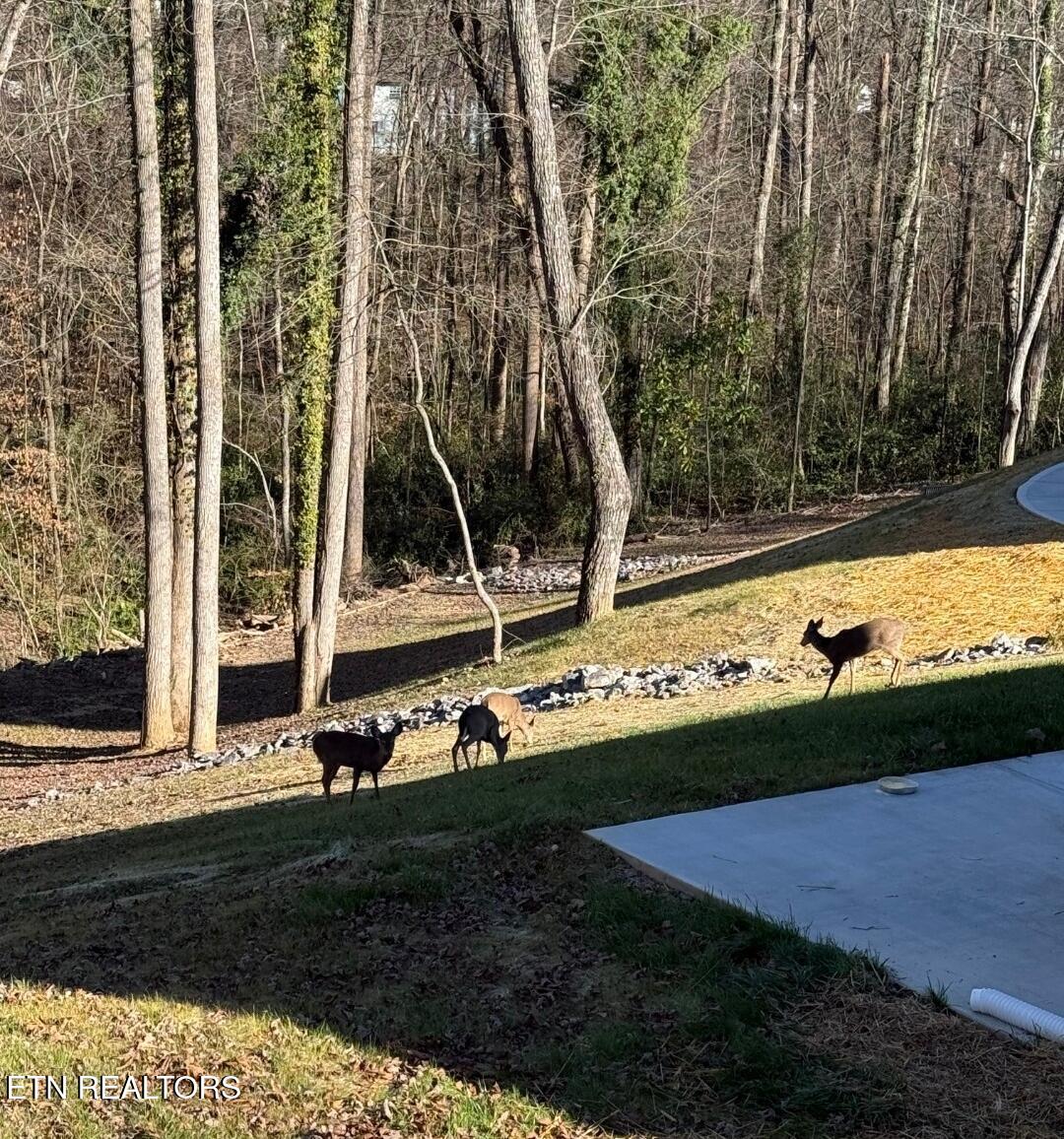 158 California Avenue Oak Ridge, TN 37830 - Photo 11 of 42 1000026902