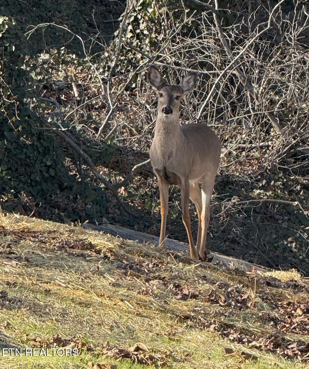 158 California Avenue Oak Ridge, TN 37830 - Photo 12 of 42 1000026908