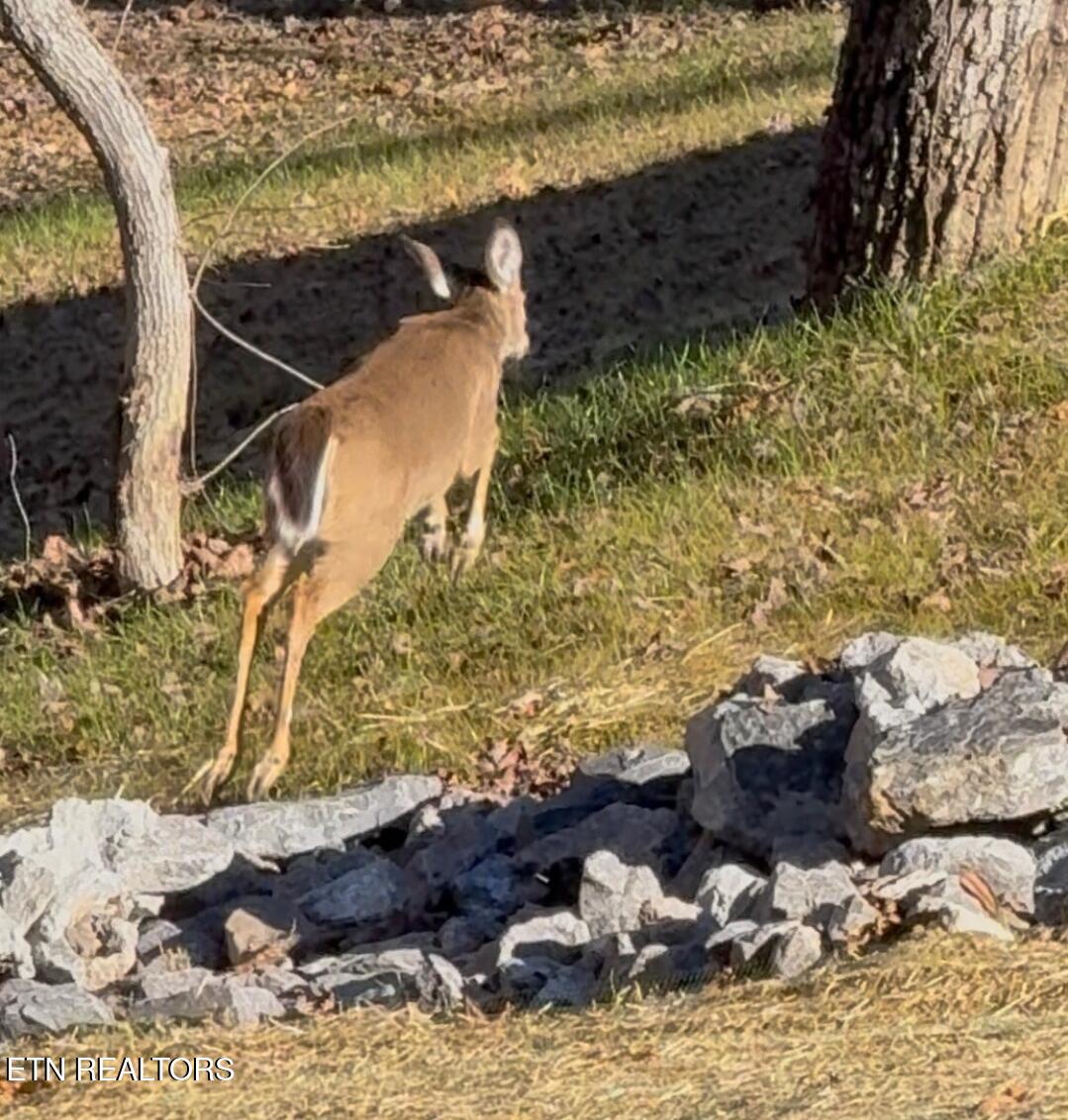158 California Avenue Oak Ridge, TN 37830 - Photo 13 of 42 1000026896