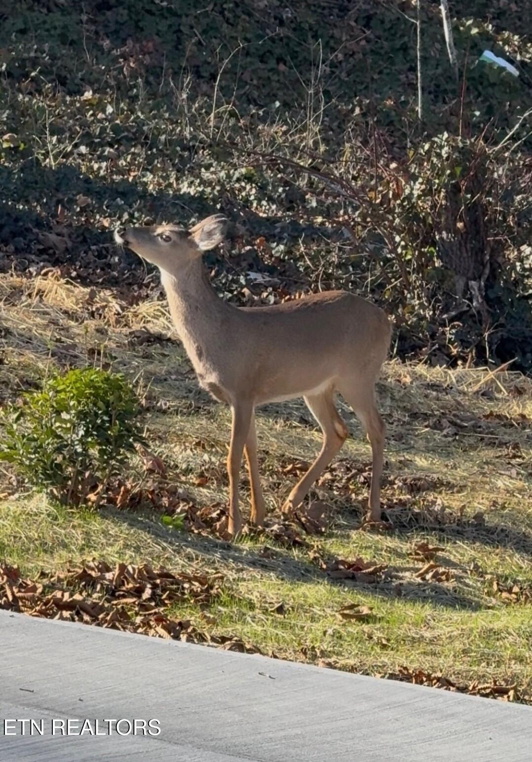 158 California Avenue Oak Ridge, TN 37830 - Photo 14 of 42 1000026899