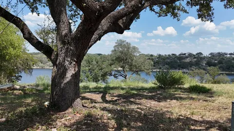 a view of a yard with plants and large trees