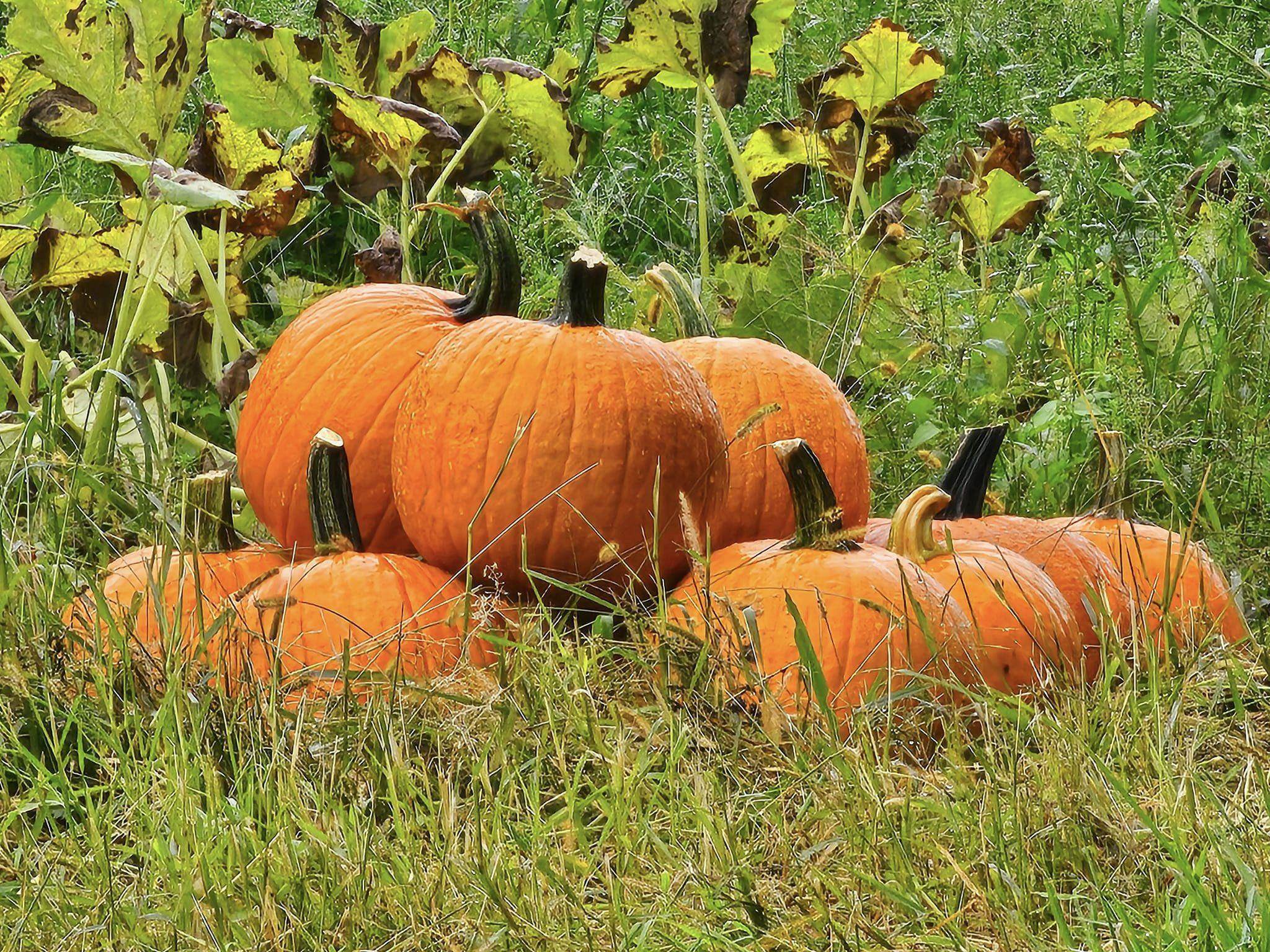 75 River Road Concord, NH 03303 - Photo 36 of 40