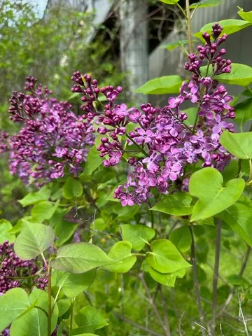 $749,000 | 161 Stanford Street, South Portland, ME 04106