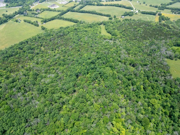 0 Goose Branch Road Lynchburg, TN 37352 - Photo 16 of 43 a view of a lush green forest with lots of trees