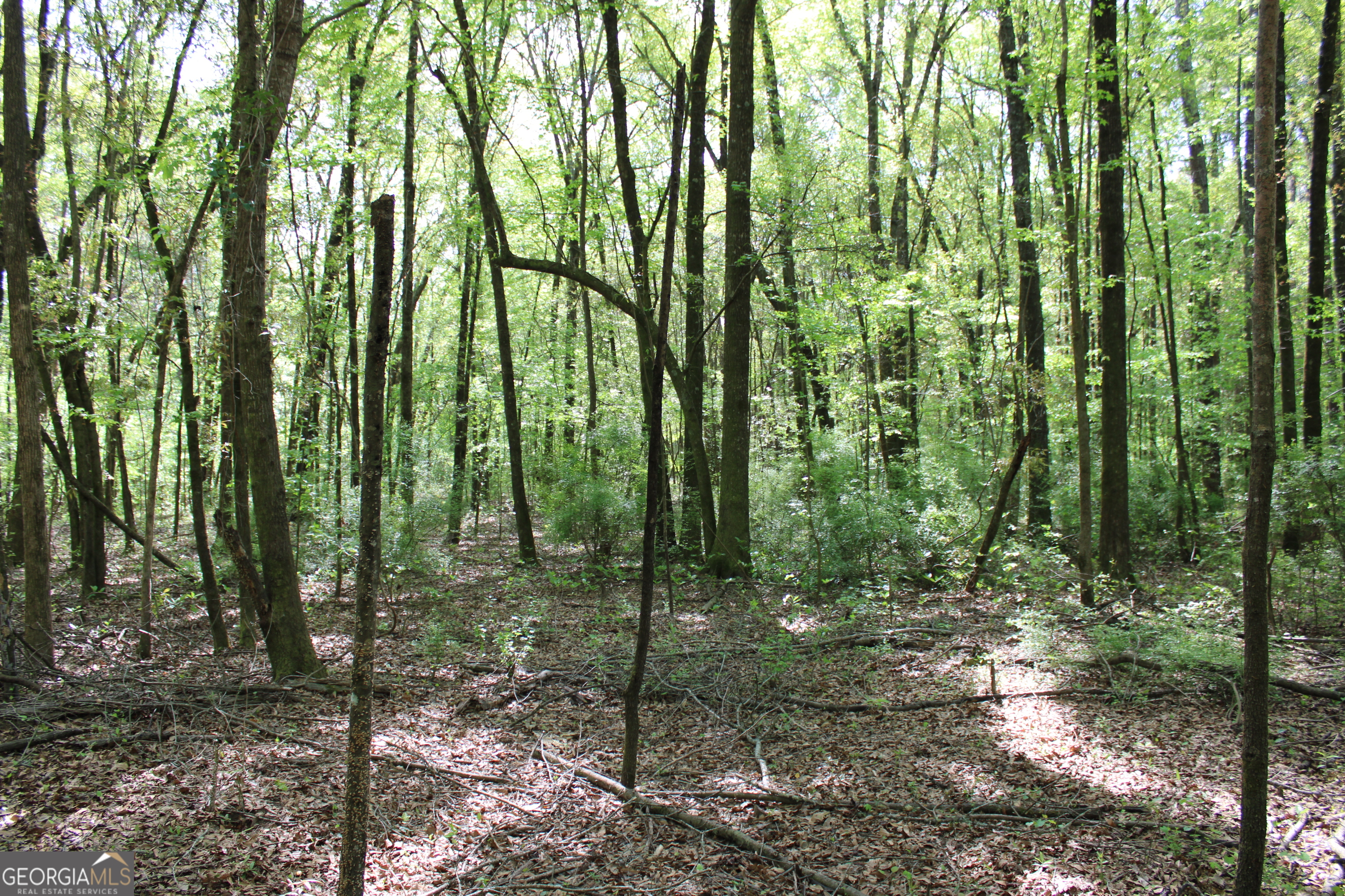 0 Ruffner Road The Rock, GA 30285 - Photo 39 of 51 a view of a forest