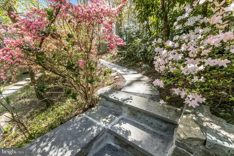 a view of path along with trees