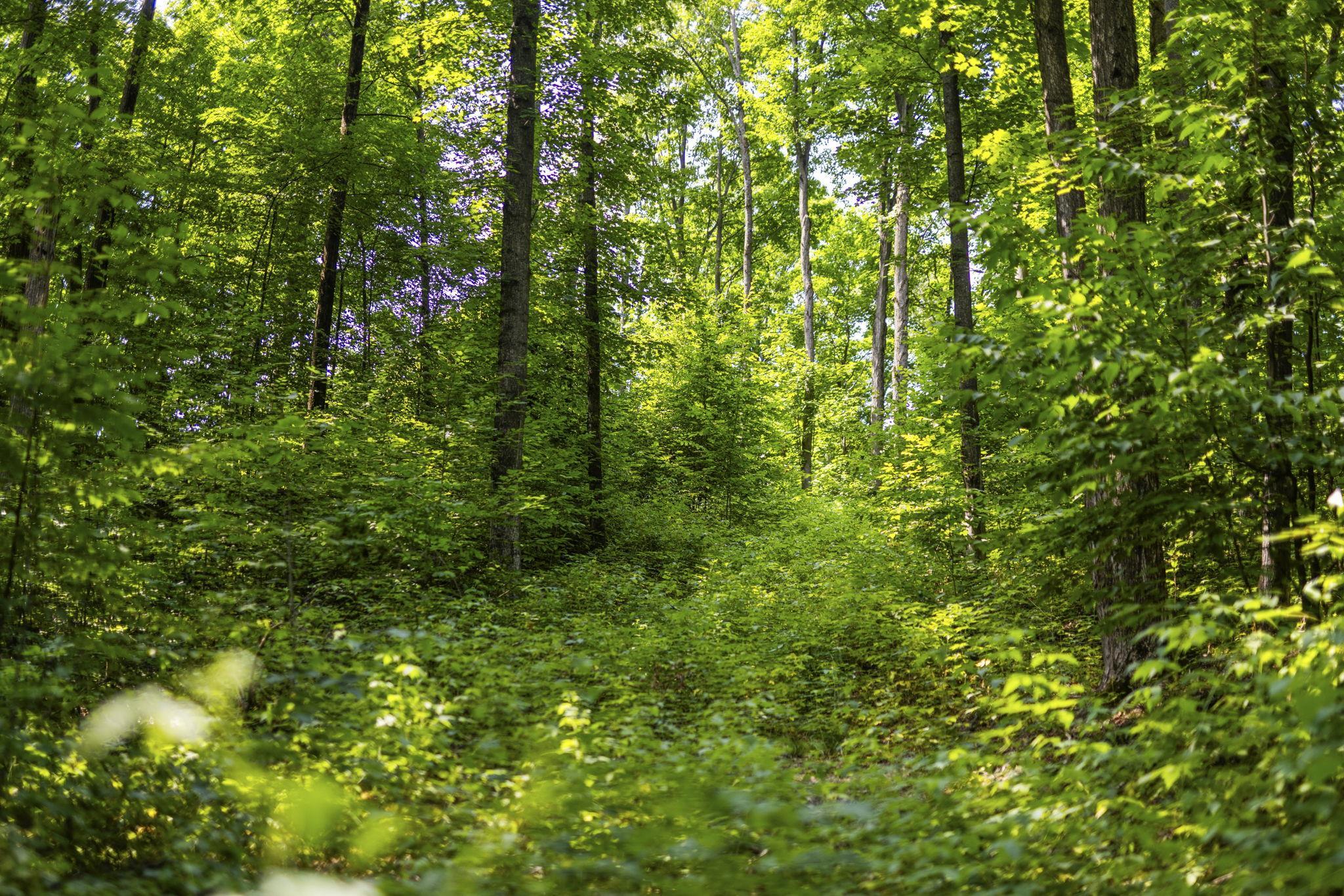 South Hill Road Cedar, MI 49621 - Photo 14 of 15