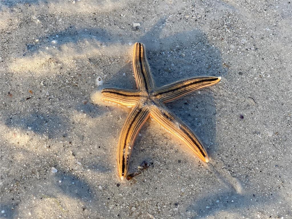 7003 Sunset Way, Unit 1 St. Pete Beach, FL 33706 - Photo 55 of 70